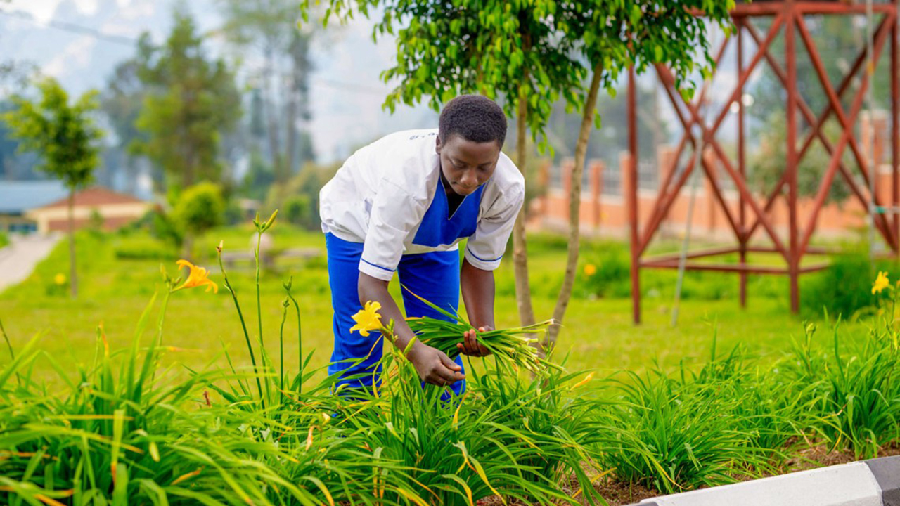 A groundskeeper for the University of Rwanda picks day lily greens at a training in August.